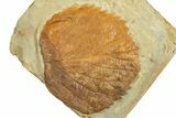 Paleocene Fossil Leaf (Davidia) - Montana #377903-1